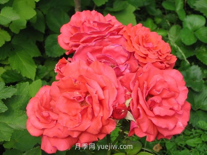 盤(pán)點(diǎn)11個(gè)強香的月季品種，個(gè)個(gè)打滿(mǎn)分(圖2)