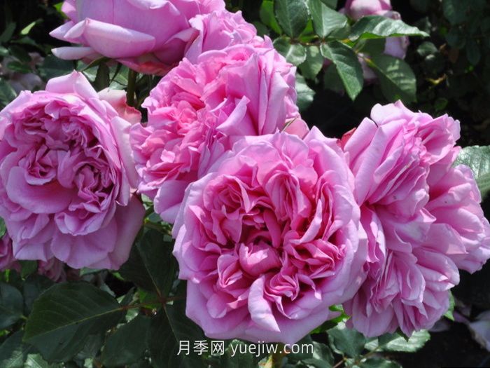 盤(pán)點(diǎn)11個(gè)強香的月季品種，個(gè)個(gè)打滿(mǎn)分(圖5)