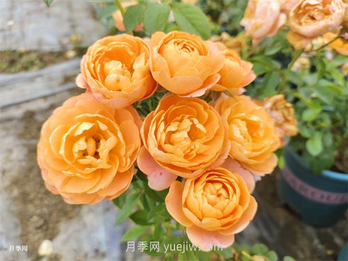 推薦8個(gè)夏季超級耐高溫的月季品種(圖3)