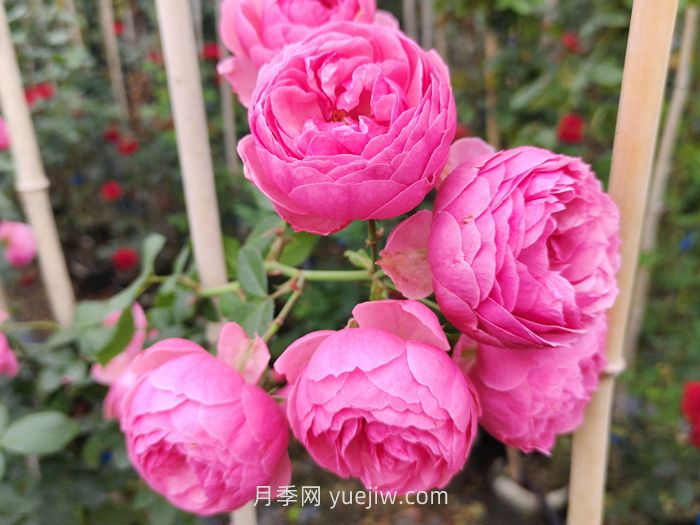 推薦8個(gè)夏季超級耐高溫的月季品種(圖4)