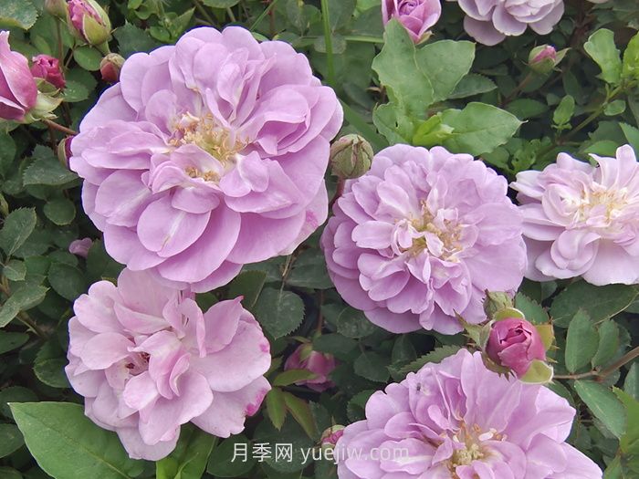 推薦適合陽(yáng)臺種植的藤本月季品種(圖2)