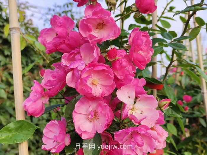 推薦適合陽(yáng)臺種植的藤本月季品種(圖1)