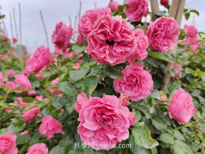 推薦適合陽(yáng)臺種植的藤本月季品種(圖3)