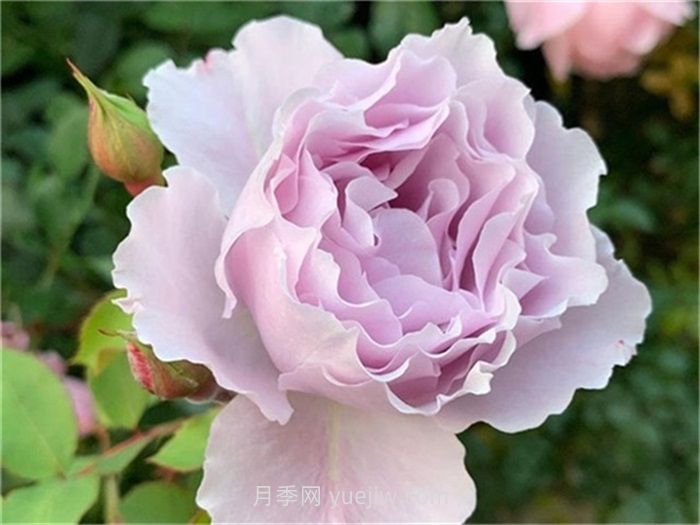 紫色月季花有哪些品種？(圖3)