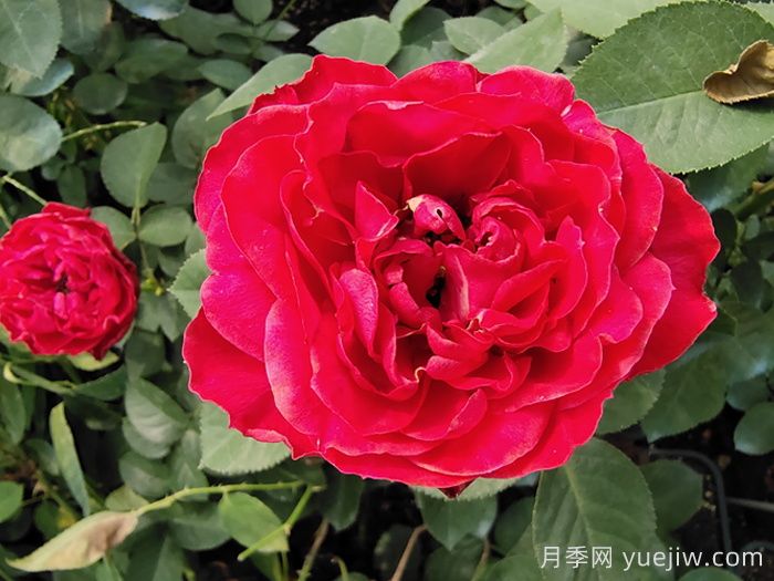 精選10款高顏值歐月月季，讓你愛(ài)到心坎里(圖4)