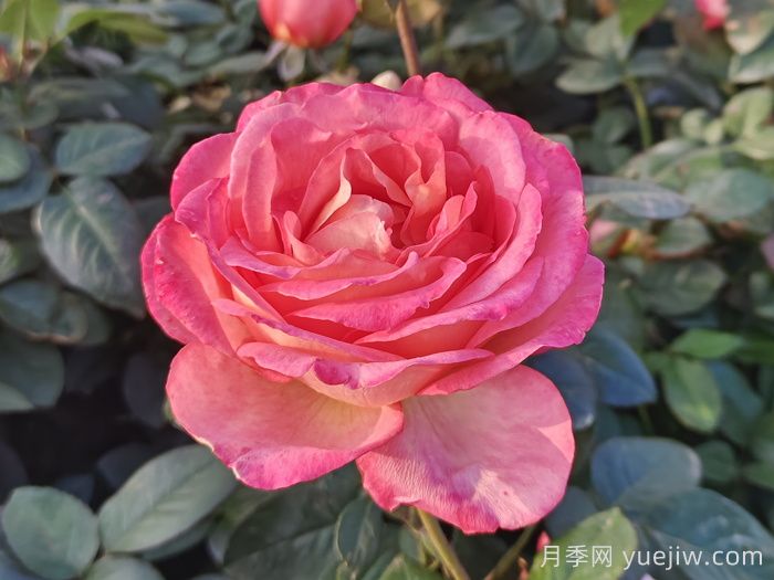 南陽(yáng)月季教你區別月季花和玫瑰花(圖1)