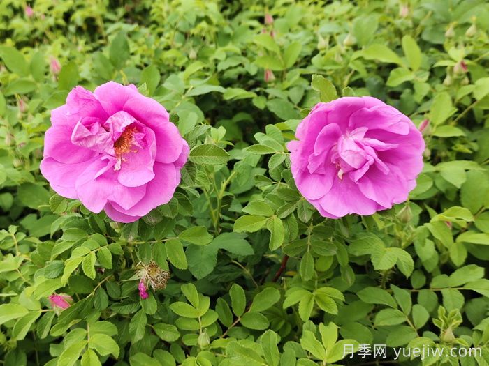 南陽(yáng)月季教你區別月季花和玫瑰花(圖2)