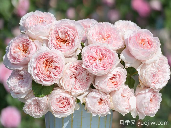 月季品種那么多，為什么中國月季沒(méi)有地位沒(méi)有市場(chǎng)？(圖3)