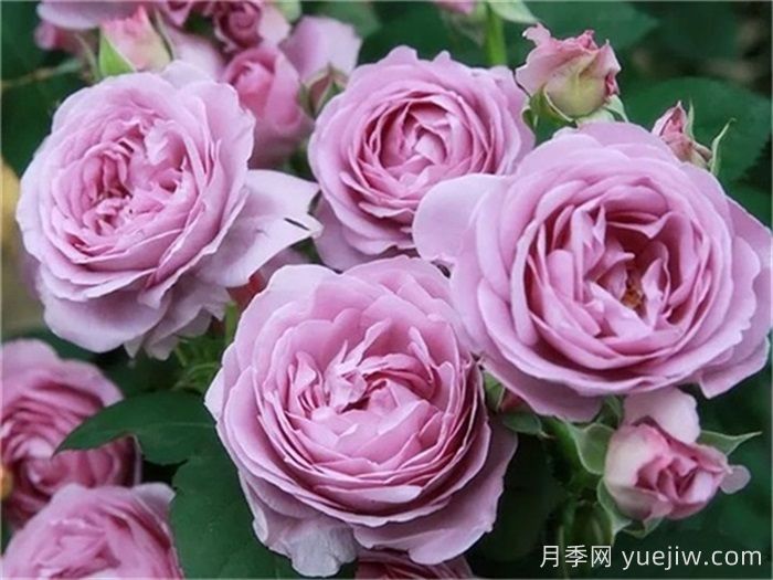 熱門(mén)50種月季花品種展示，每一種都獨特美麗(圖1)