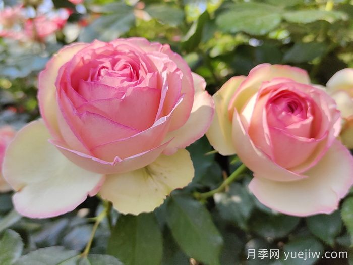熱門(mén)50種月季花品種展示，每一種都獨特美麗(圖3)