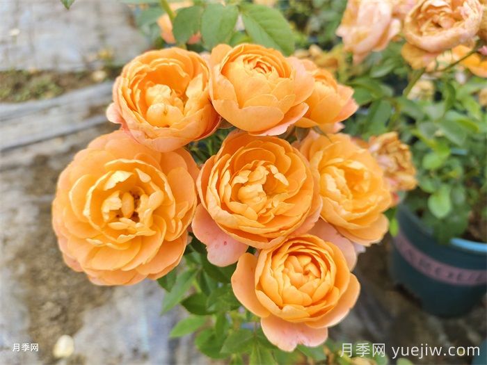 熱門(mén)50種月季花品種展示，每一種都獨特美麗(圖6)
