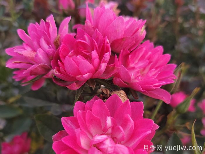 熱門(mén)50種月季花品種展示，每一種都獨特美麗(圖9)