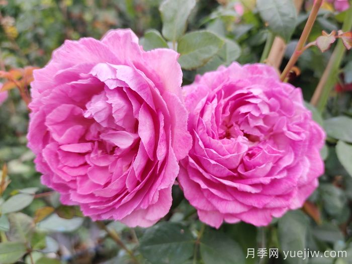 熱門(mén)50種月季花品種展示，每一種都獨特美麗(圖11)