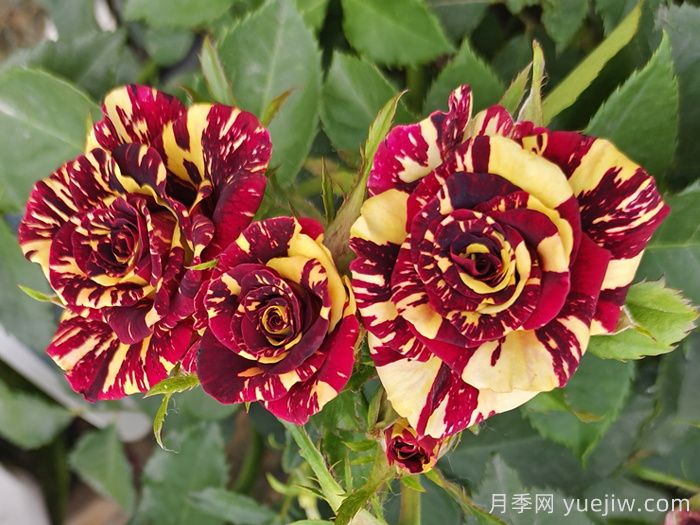 熱門(mén)50種月季花品種展示，每一種都獨特美麗(圖15)