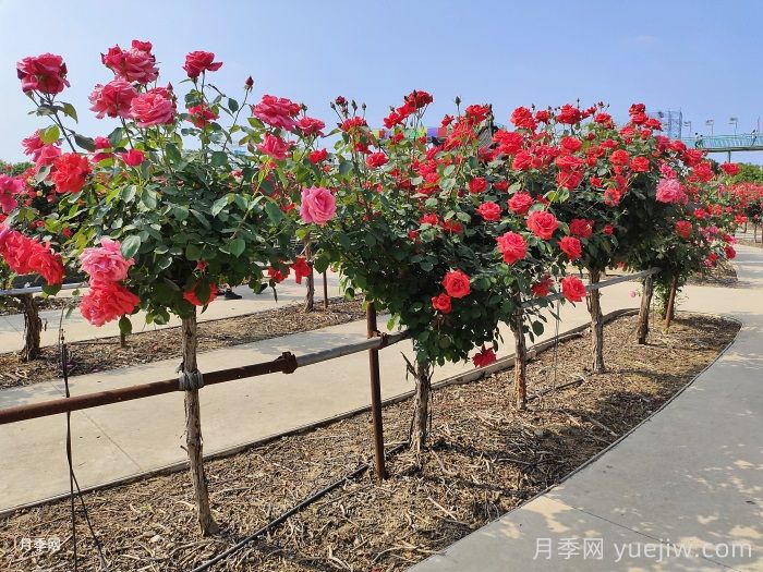 月季花開(kāi)滿(mǎn)全城，鄭州建多個(gè)月季景觀(guān)主題公園(圖2)