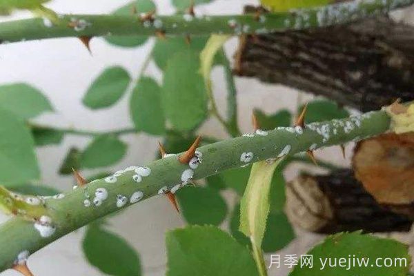 月季蚧殼蟲(chóng)的常用防治方法(圖1)