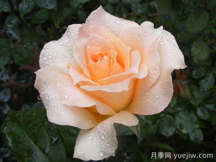 卡薩諾瓦月季介紹和優(yōu)缺點(diǎn)(圖1)