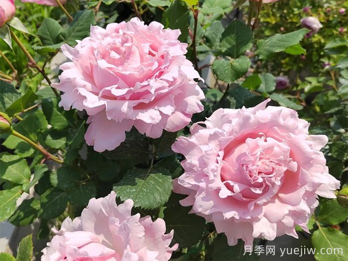 索菲羅莎月季有什么優(yōu)點(diǎn)和缺點(diǎn)？(圖1)