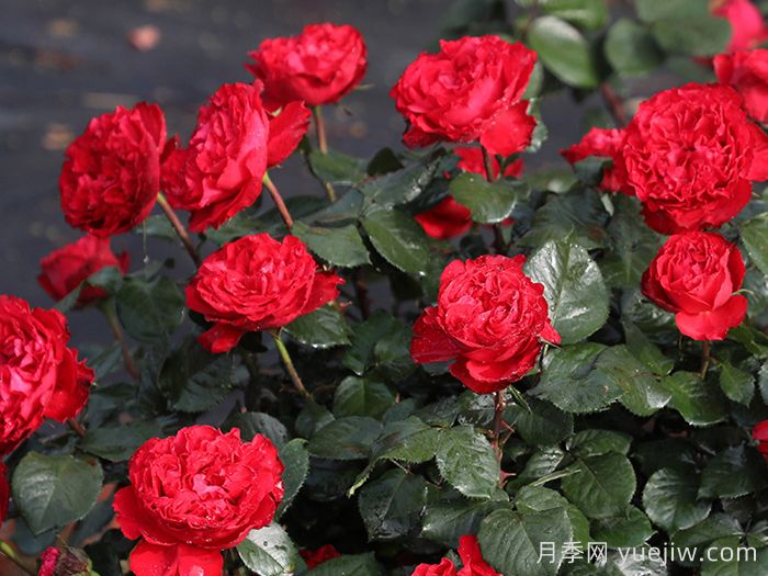 茶花女月季枝條刺很多嗎？(圖1)
