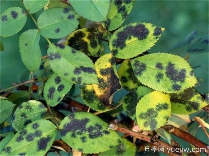 月季黑斑病的癥狀特點(diǎn)和防治方法(圖1)