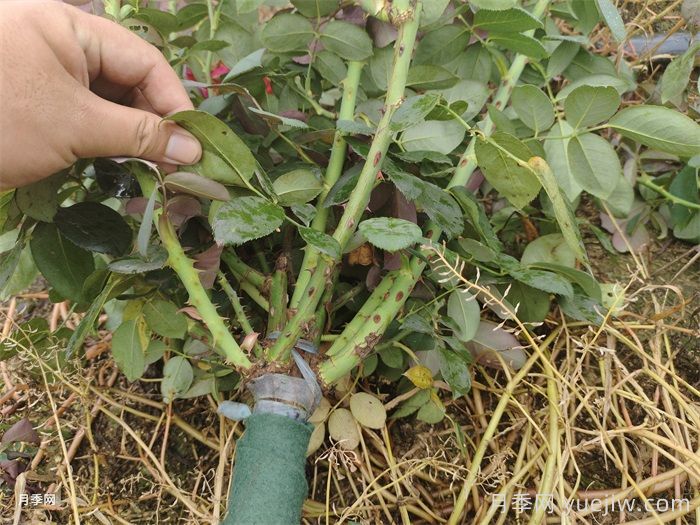 夏季月季花后修剪養護和水肥管理(圖2)