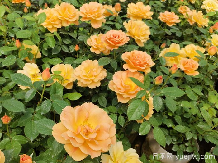 夏天養護注意著(zhù)5點(diǎn)，讓你月季能過(guò)夏(圖2)