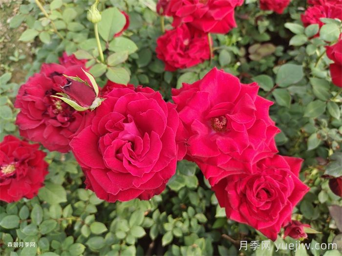 夏季月季養護五要點(diǎn)，輕松應對高溫花期翻倍(圖1)