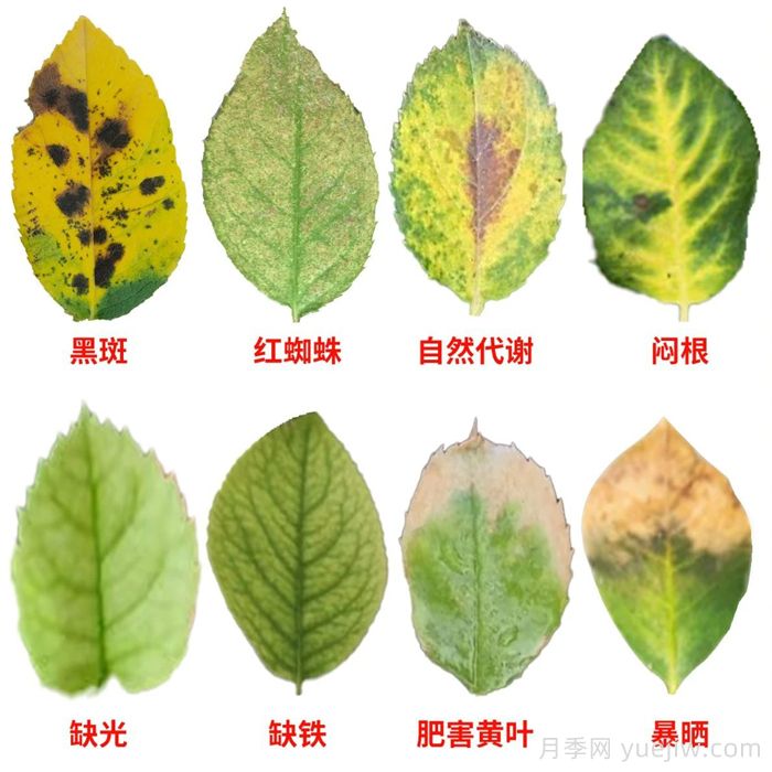 水黃與肥害分不清？7種月季常見(jiàn)黃葉癥狀(圖1)