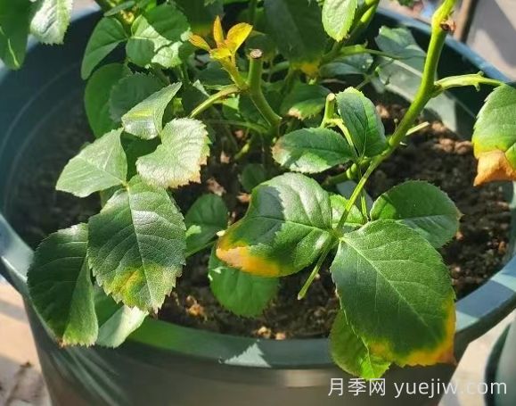水黃與肥害分不清？7種月季常見(jiàn)黃葉癥狀(圖2)