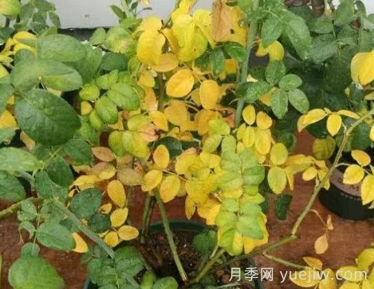 水黃與肥害分不清？7種月季常見(jiàn)黃葉癥狀(圖3)