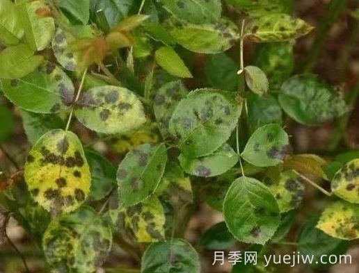 水黃與肥害分不清？7種月季常見(jiàn)黃葉癥狀(圖4)