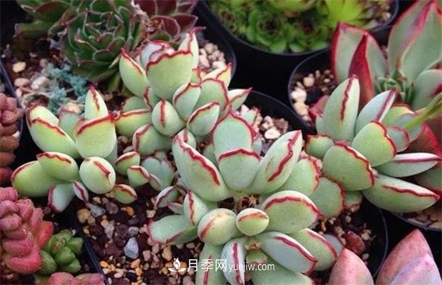 巧克力線(xiàn)，多肉植物(圖2)