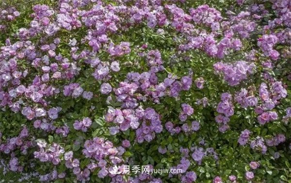 花瓣少的低維護月季到底有哪些優(yōu)點(diǎn)？(圖6)