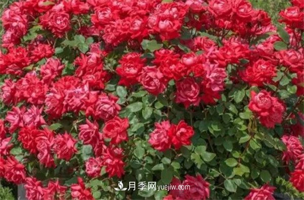 花瓣少的低維護月季到底有哪些優(yōu)點(diǎn)？(圖3)