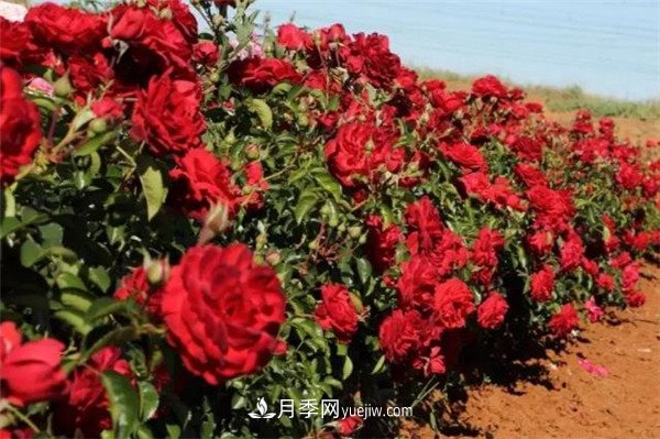 花瓣少的低維護月季到底有哪些優(yōu)點(diǎn)？(圖2)
