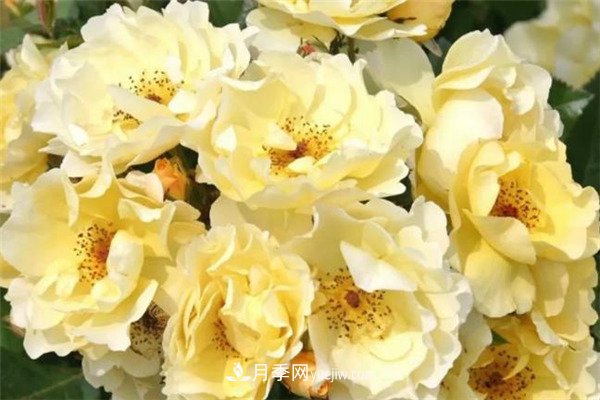 花瓣少的低維護月季到底有哪些優(yōu)點(diǎn)？(圖5)