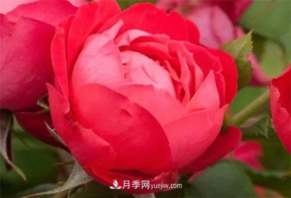 花瓣少的低維護月季到底有哪些優(yōu)點(diǎn)？(圖4)