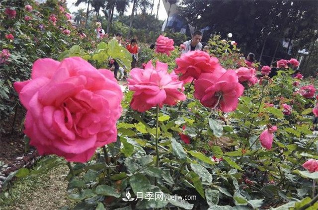 好多年沒(méi)到深圳人民公園看月季花展了，不知今年如何(圖1)