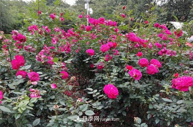好多年沒(méi)到深圳人民公園看月季花展了，不知今年如何(圖2)