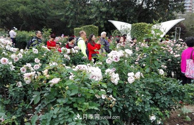 好多年沒(méi)到深圳人民公園看月季花展了，不知今年如何(圖3)