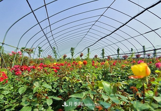 地被植物與園林地被植物的區別(圖1)