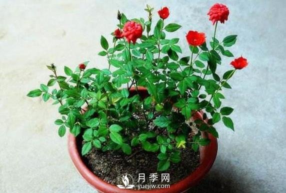 盆栽花卉哪些枝條需要修剪？(圖1)