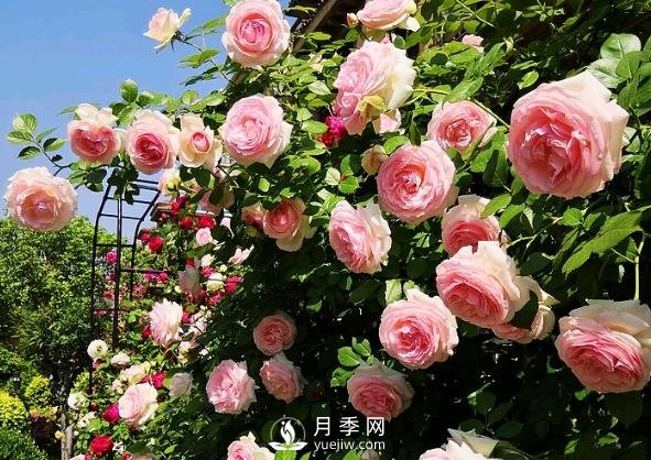 月季花有什么功效與作用？(圖1)