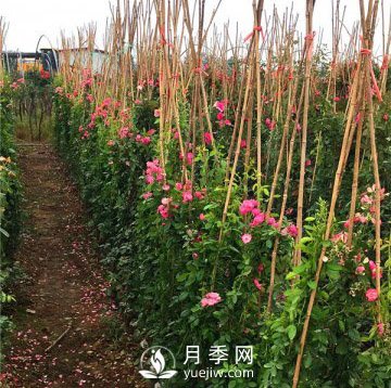 求購藤本月季苗，找月季網(wǎng)基地(圖1)