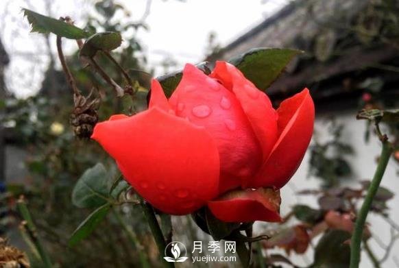 你那里的氣溫能不能種月季？看完這篇就知道了(圖1)