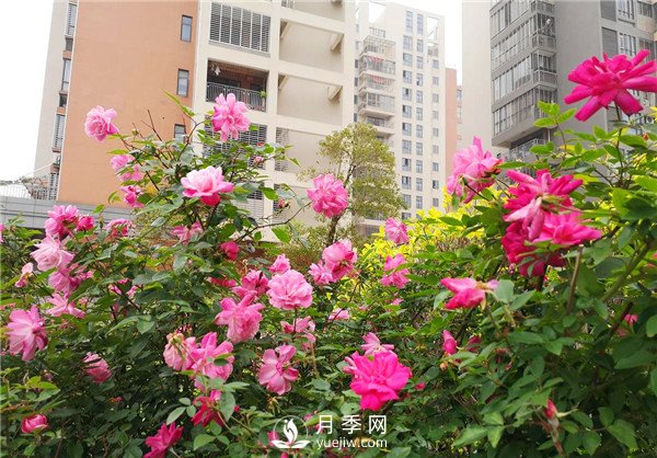 月季秋季養護小知識(圖1)