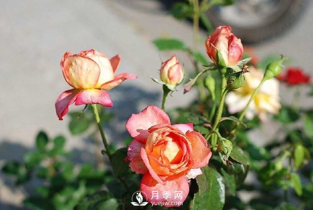 紅土是否可以拿來(lái)栽種月季？(圖1)