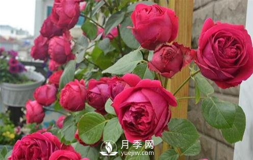月季出現灰霉病怎么辦？(圖1)