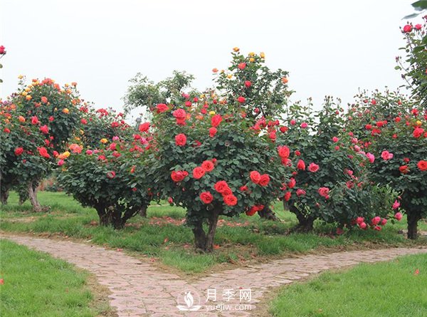 樹(shù)樁月季，樹(shù)樁月季怎么選擇老樁？(圖1)