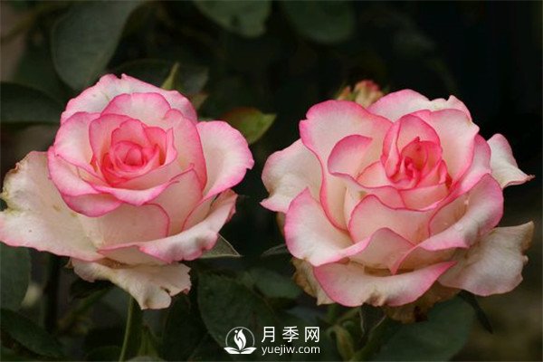 如何掌握大花月季花的習性(圖1)